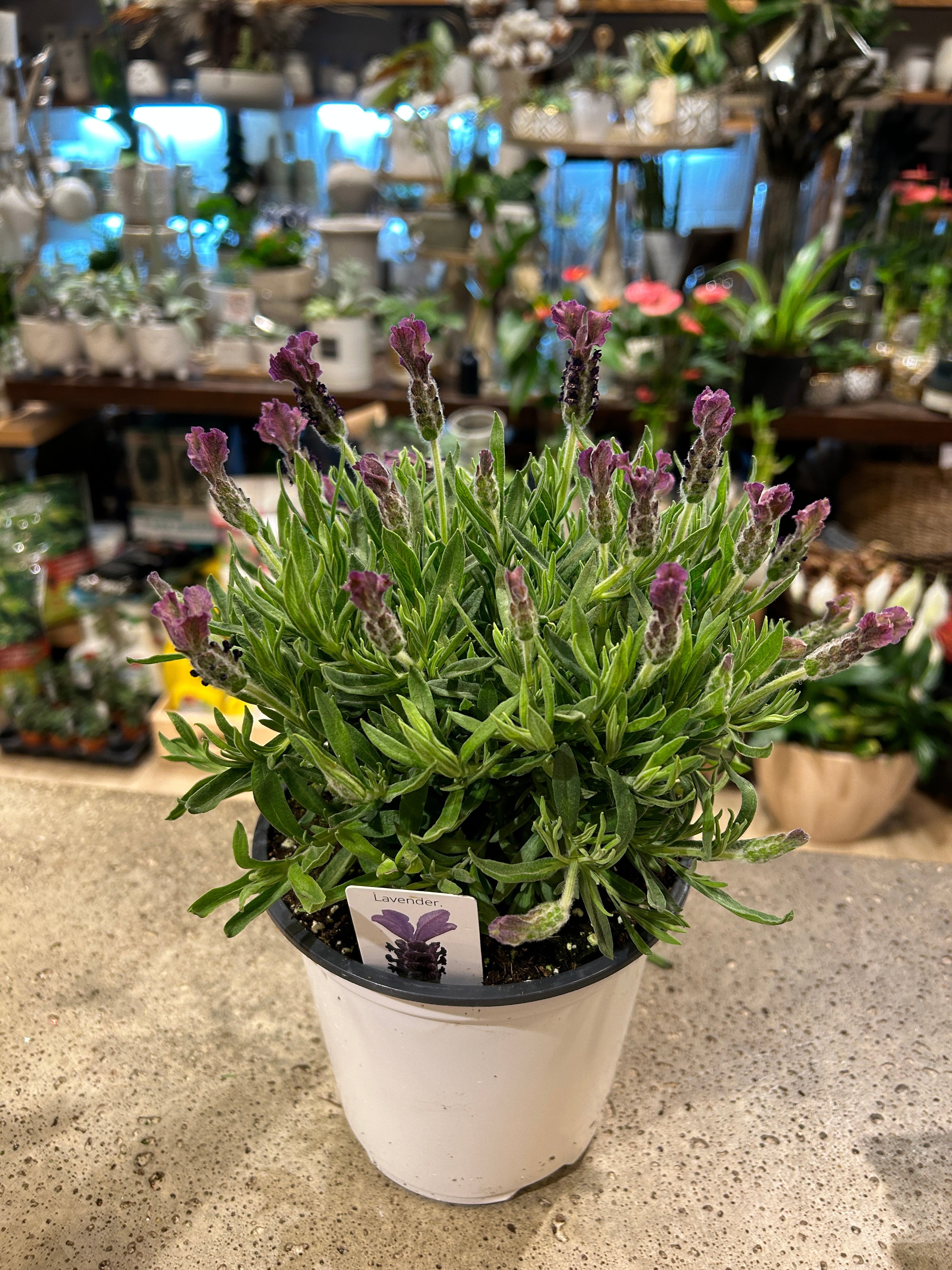 Flowering French Lavender 6"
