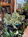 Benjamina Ficus