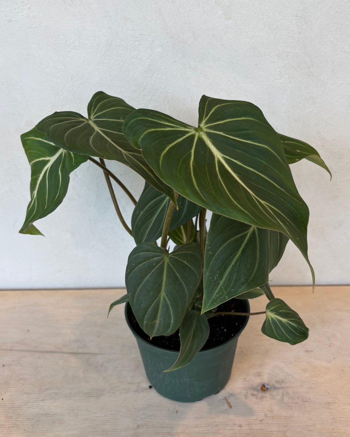 6" Philodendron Gloriosum Dark Form