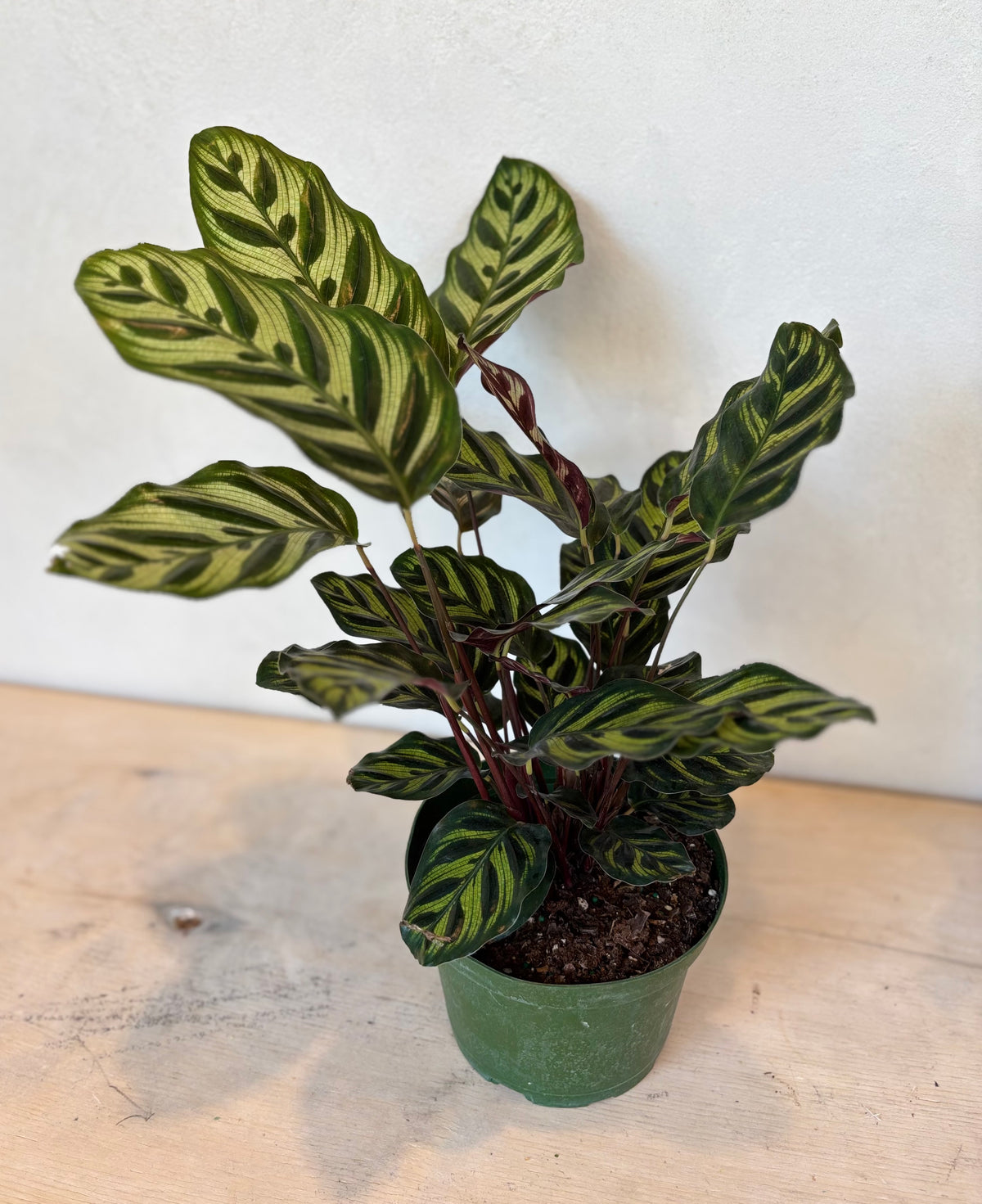 Calathea Assorted