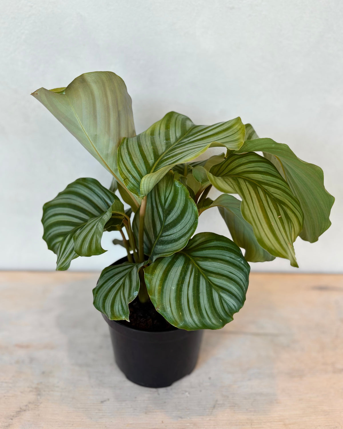 Calathea Assorted