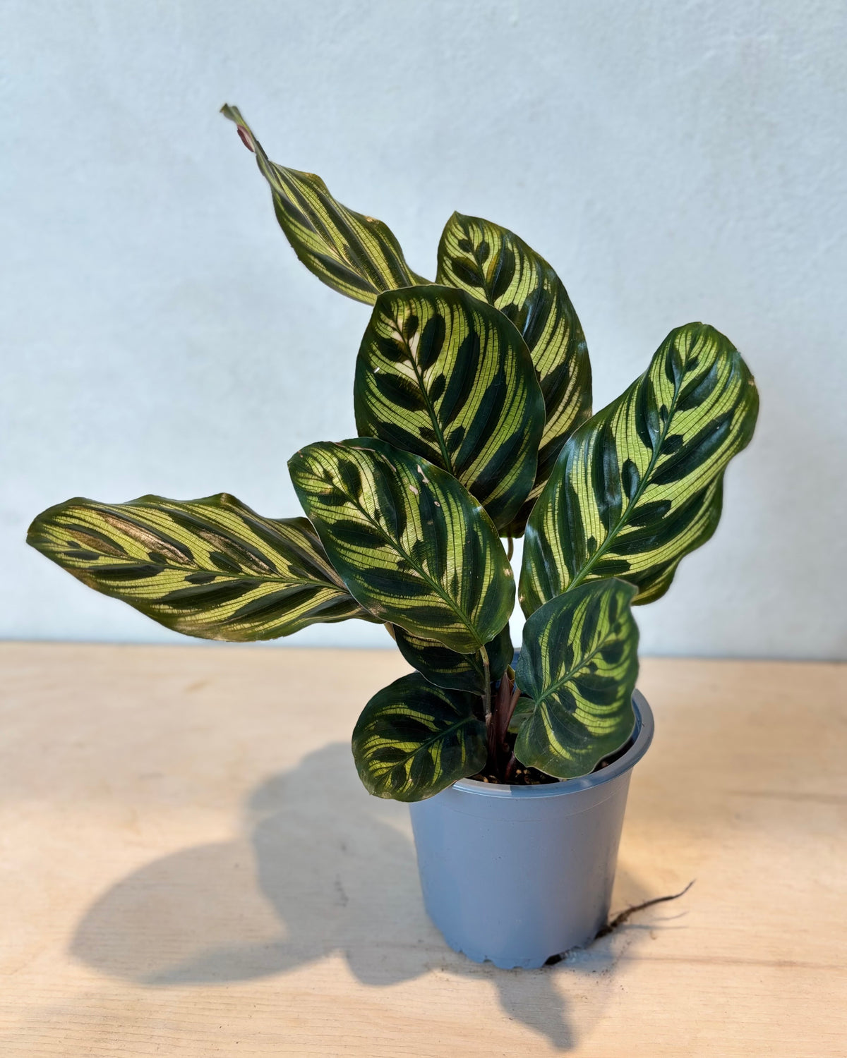Calathea Assorted