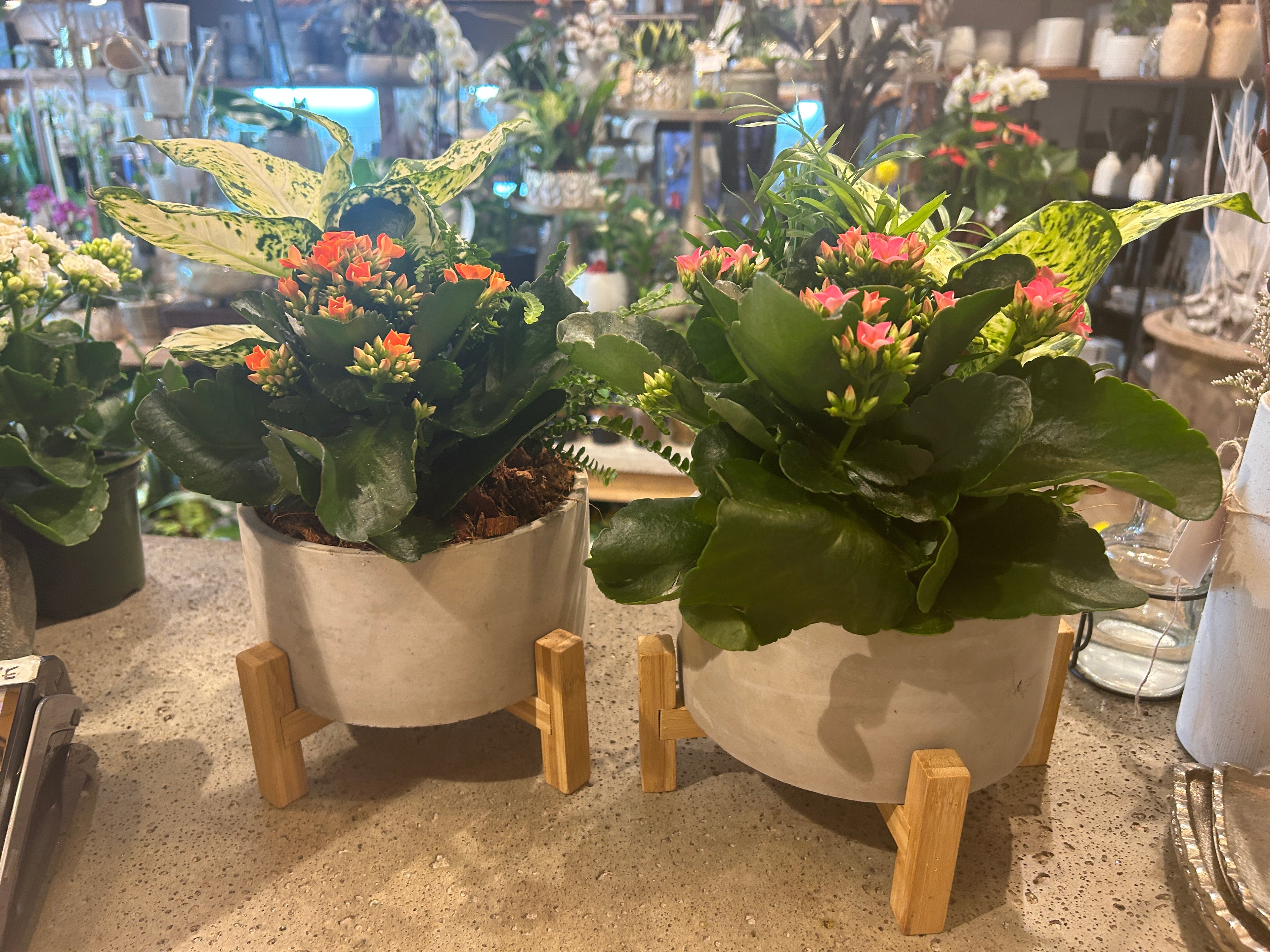 Tropical planter - Kalanchoe