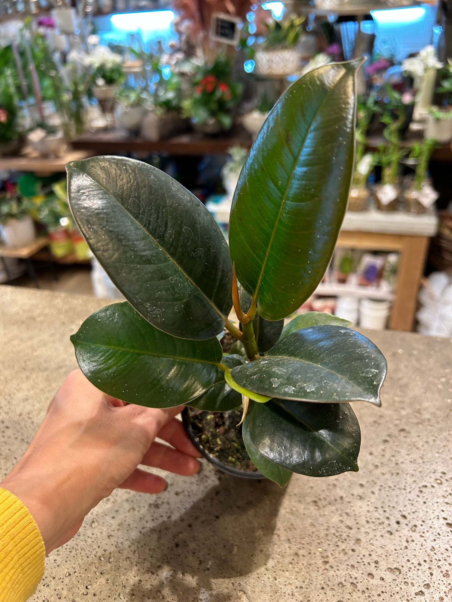 Ficus Elastica Rubber Plant