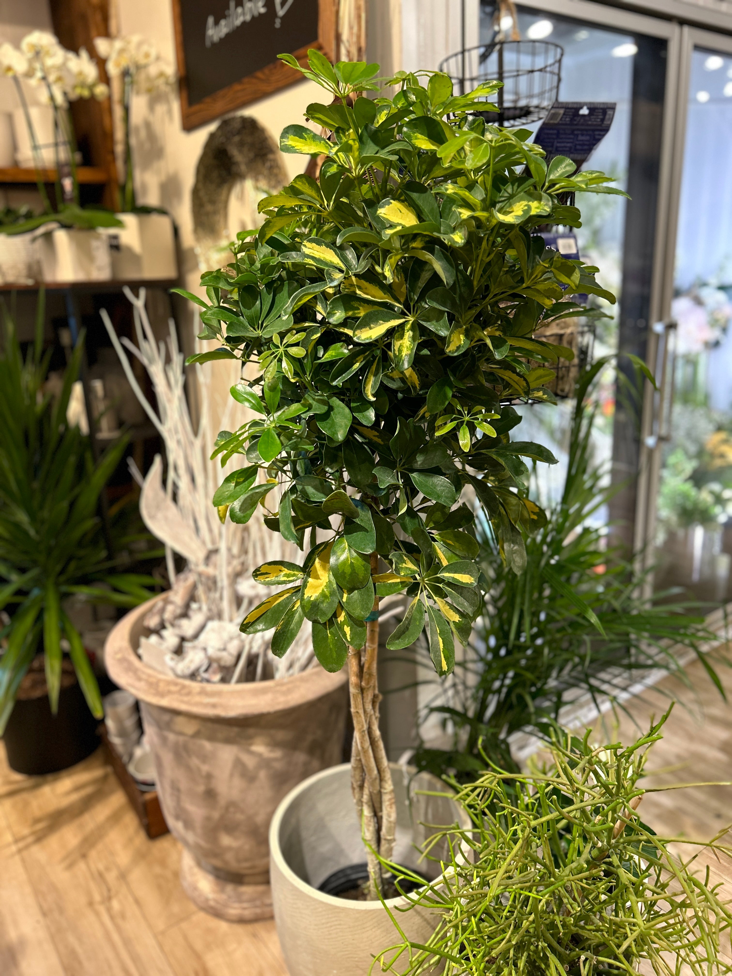 10" Schefflera Arboricola