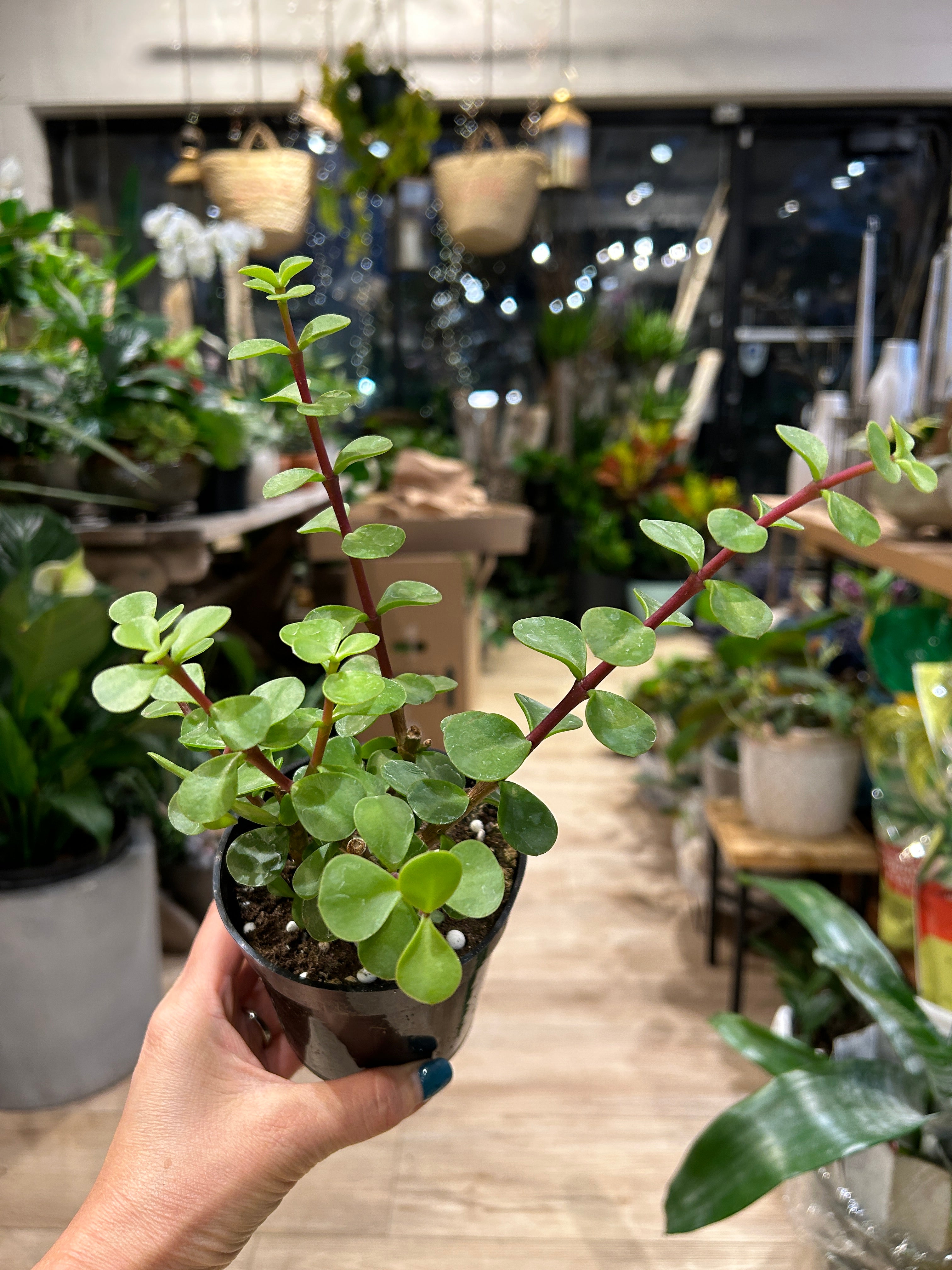 4" Portulacaria - Jade