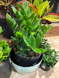 ZZ Plant (Zamioculcas Zamifolia)
