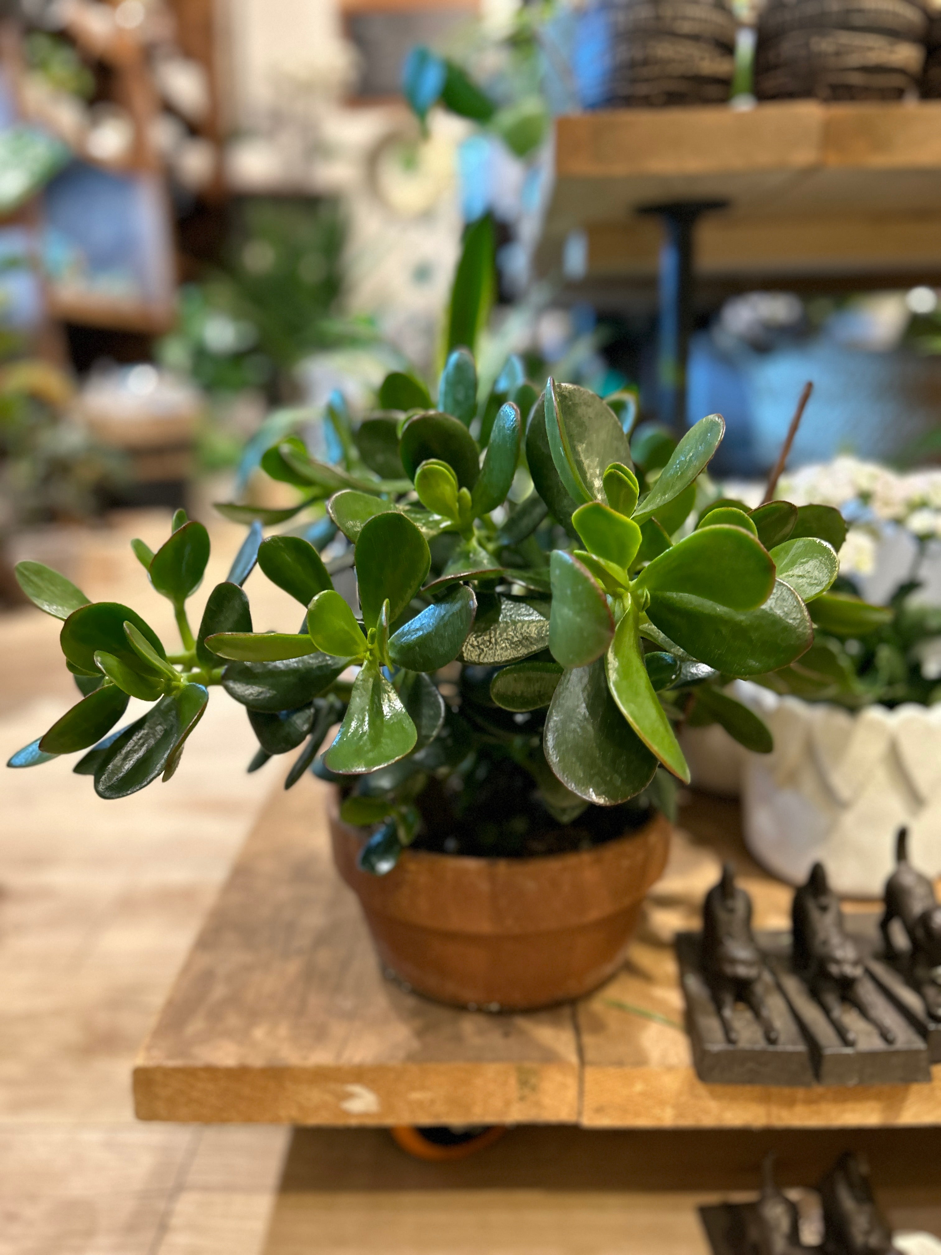 Crassula Jade Plant