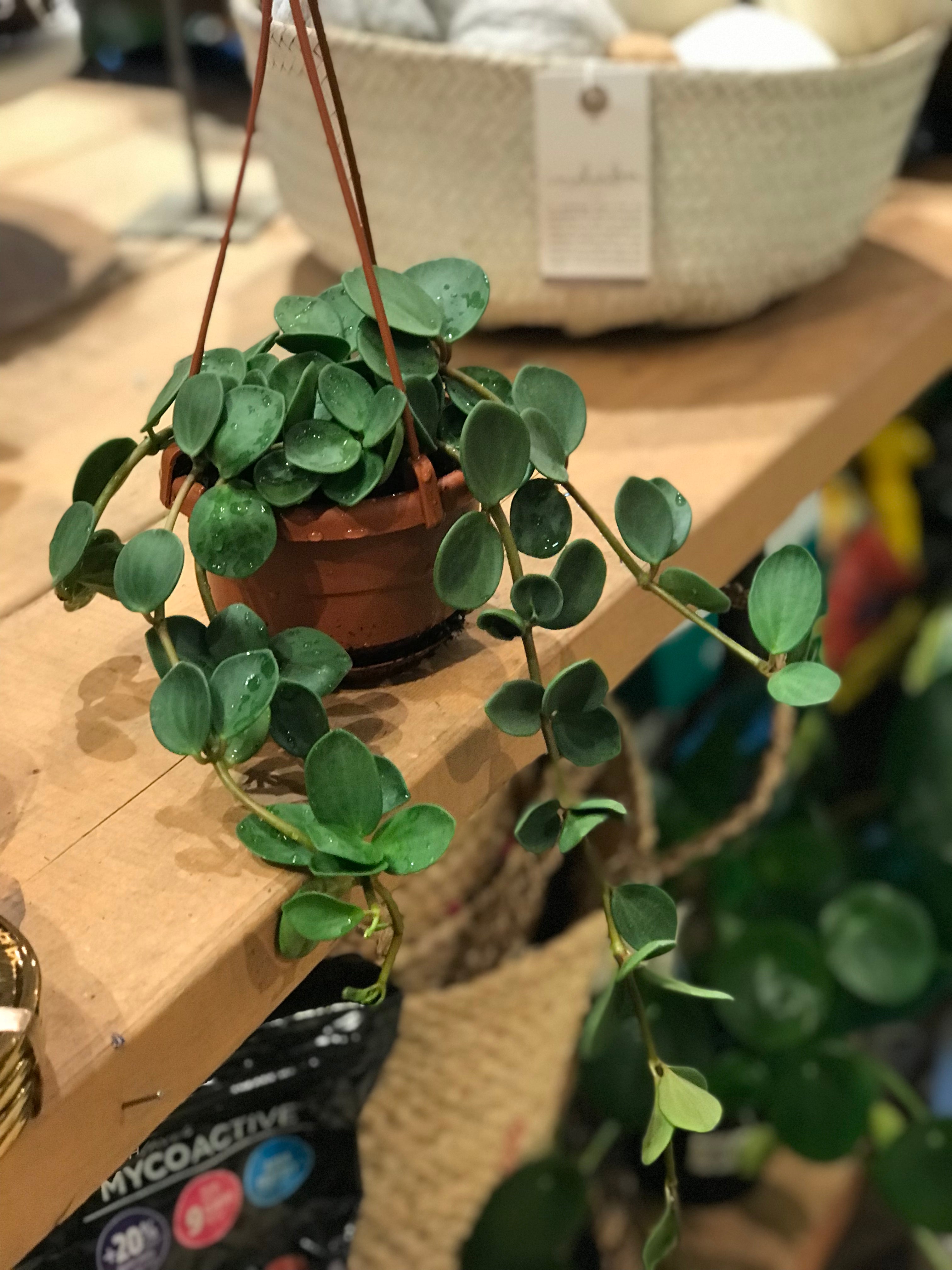 Peperomia Hope