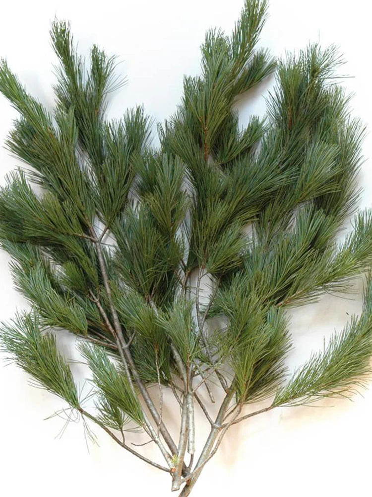 Ontario Pine Bunch