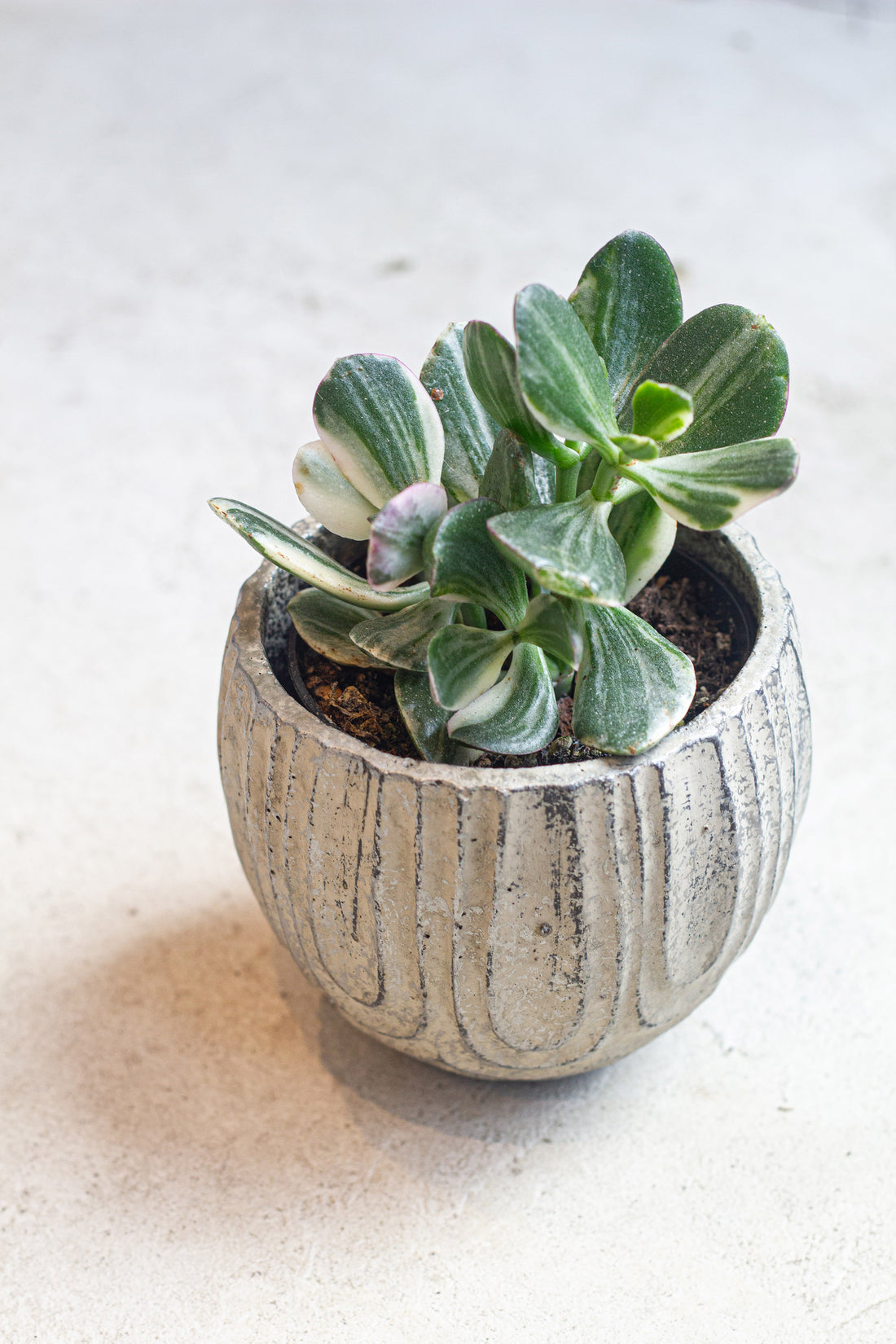 Jade Variegated