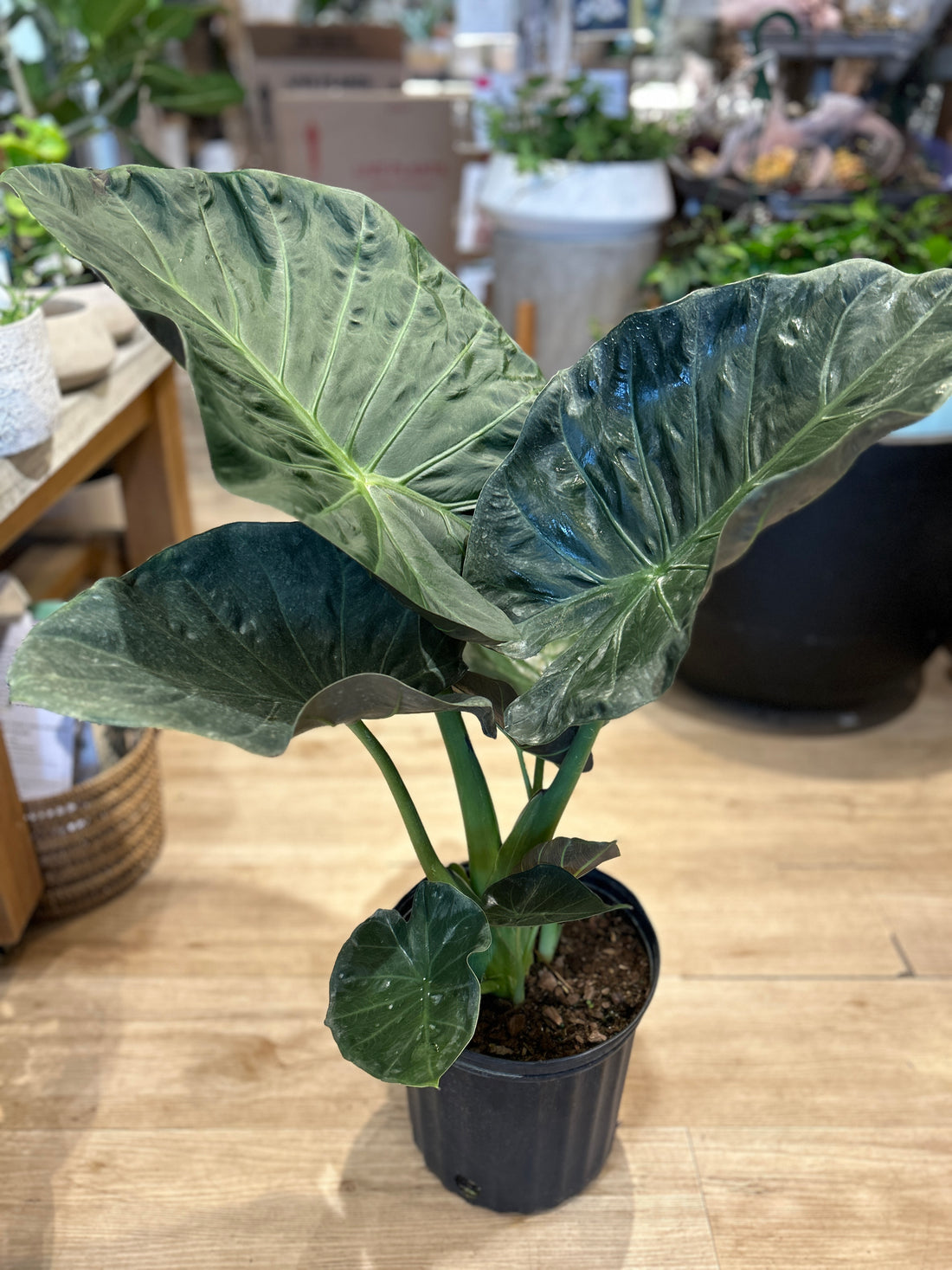 Alocasia regal shield 10" pot