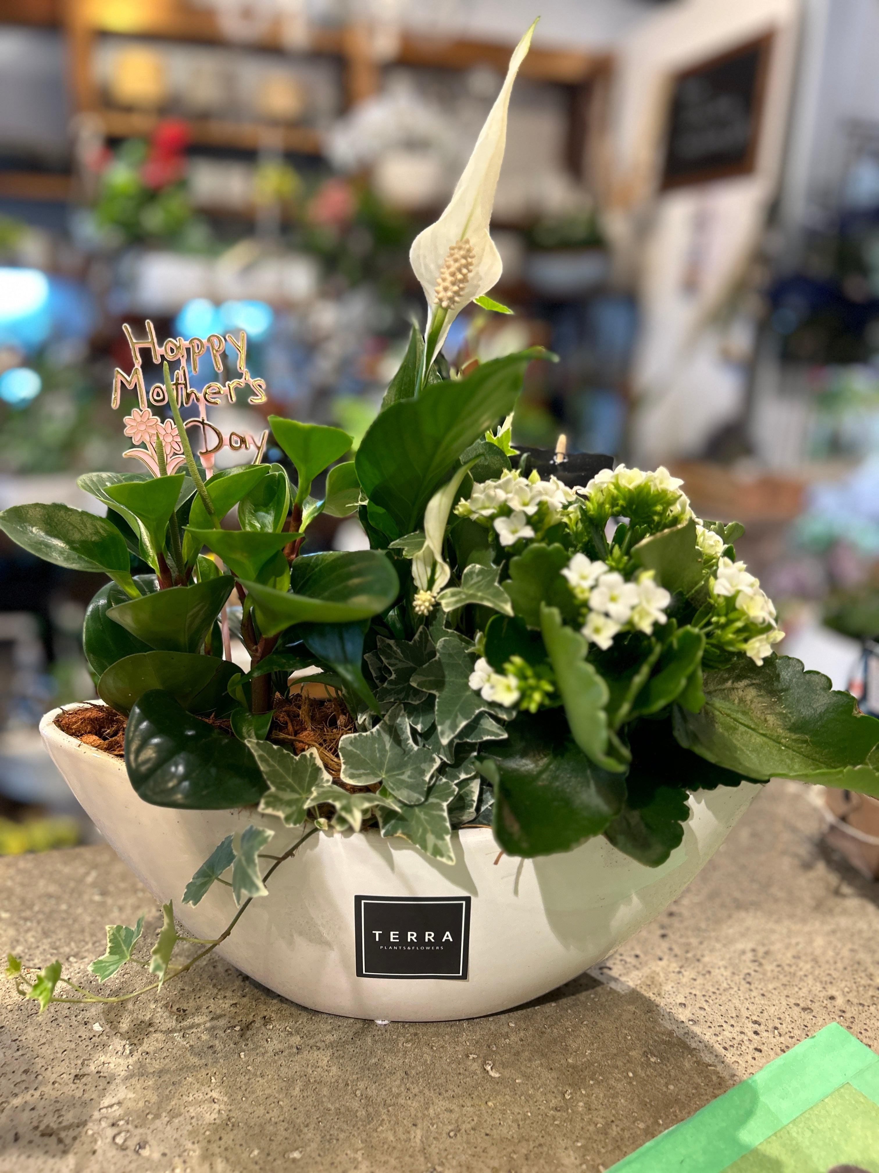 Oval Peace Lily Planter Terra Plants and Flowers