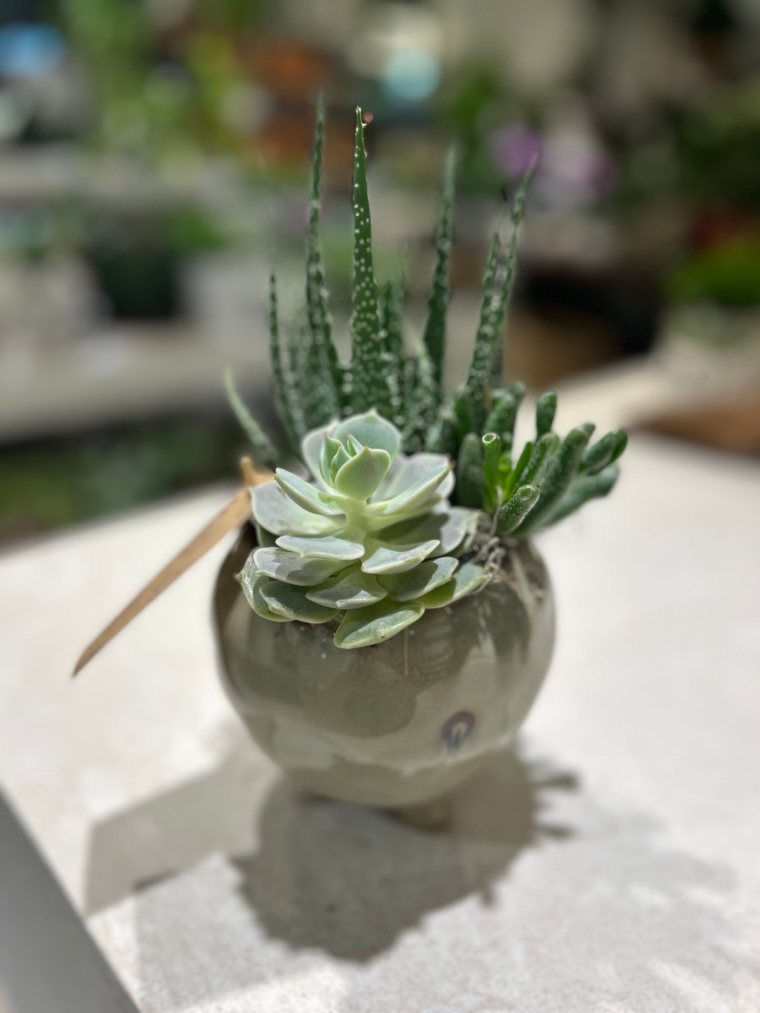 Succulent Small Pedestal 89