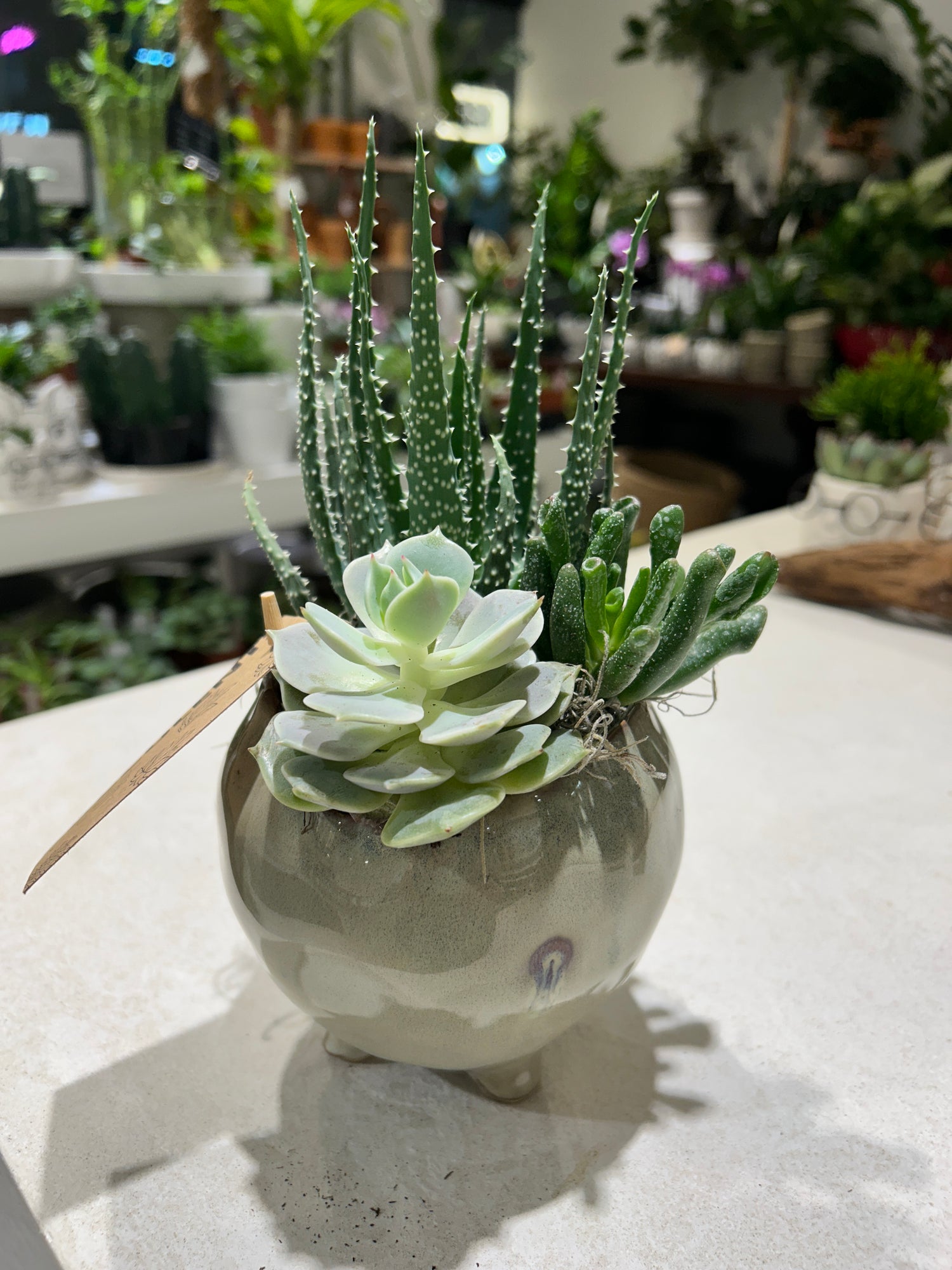 Succulent Small Pedestal 89