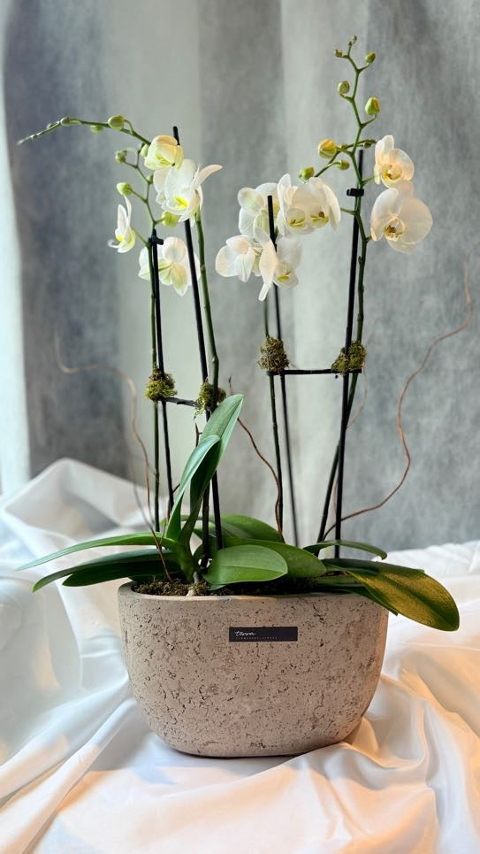 Contemporary Orchid Planter