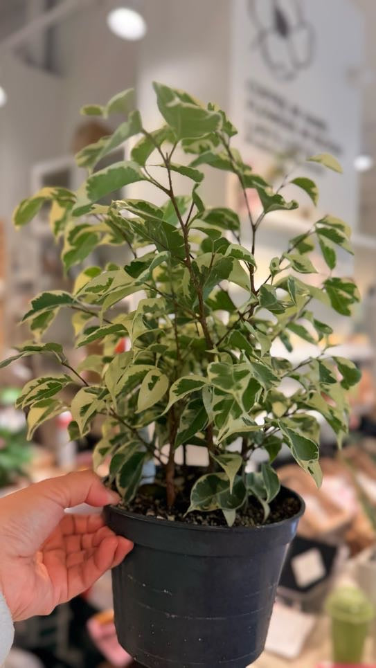 Benjamina Ficus