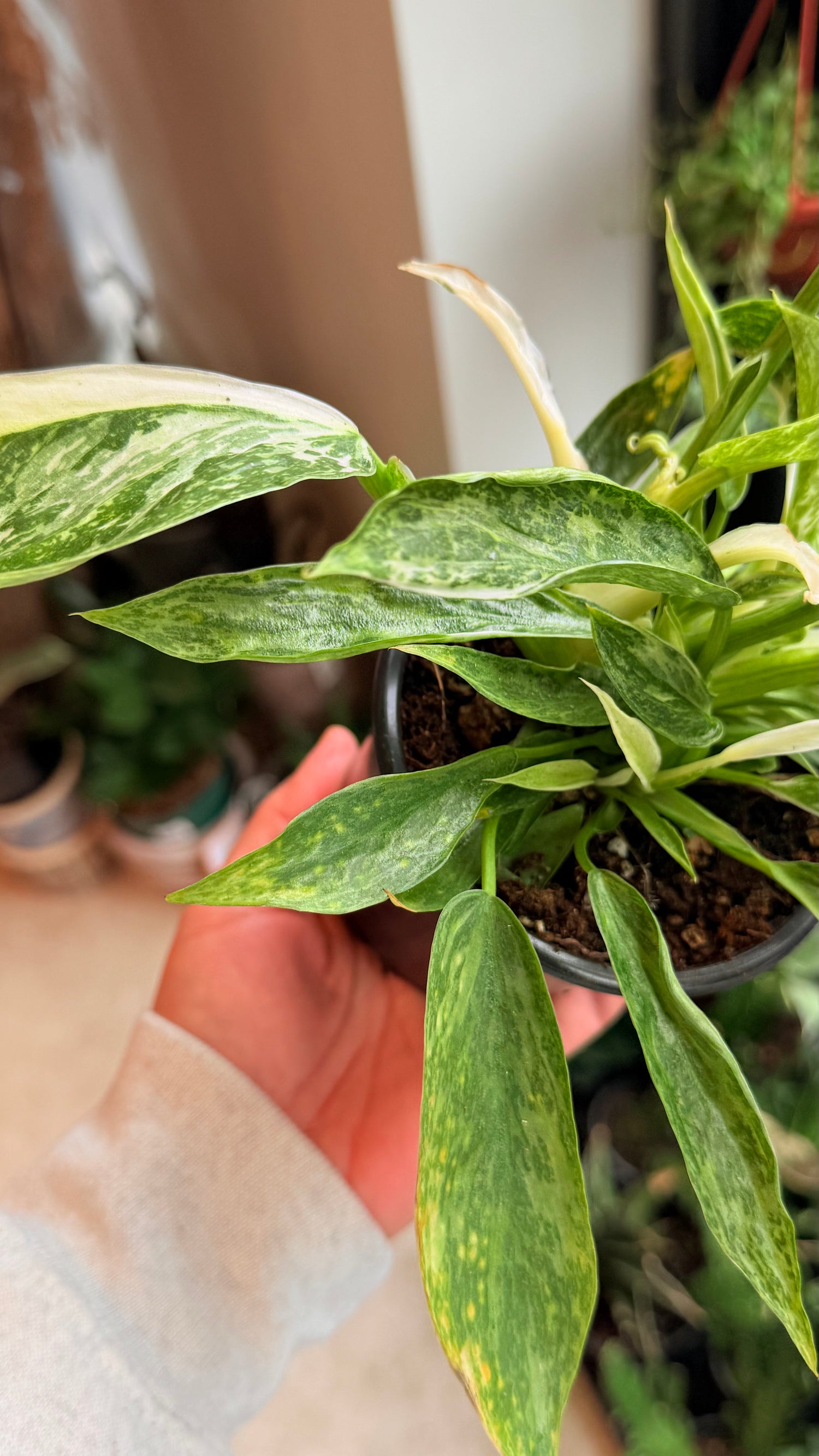 Philodendron jose buono