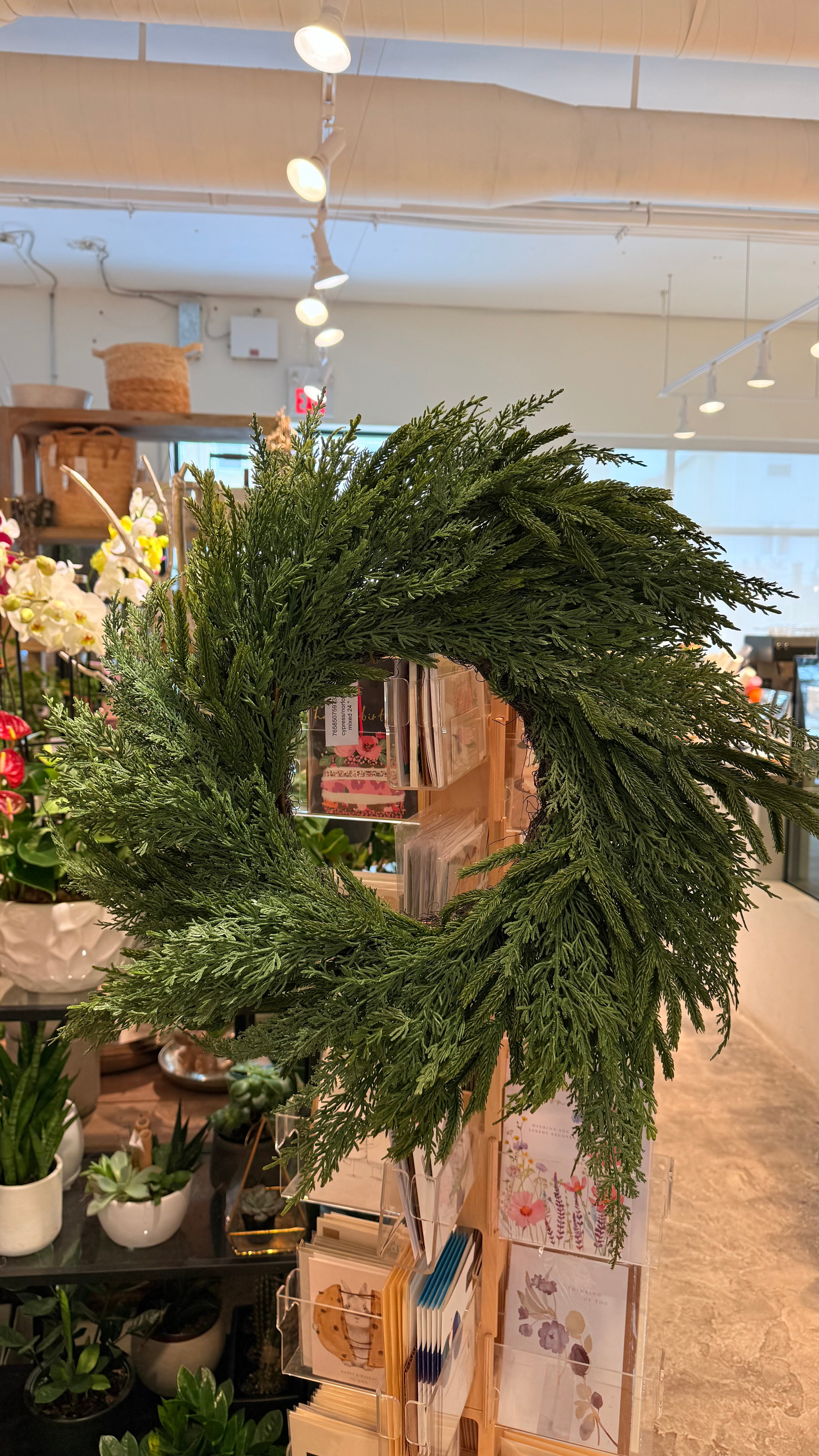 24" Norfolk Cypress Wreath