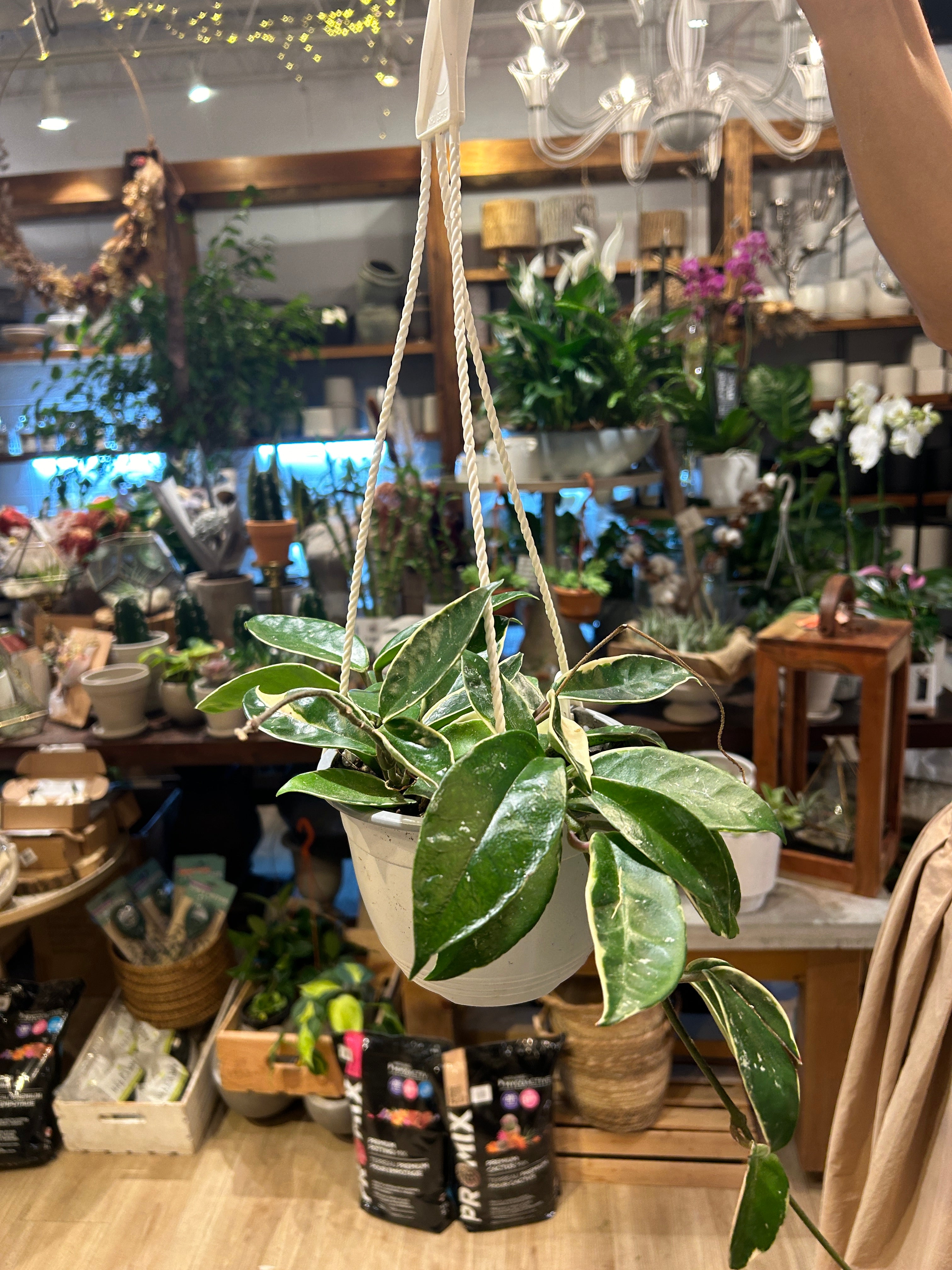 hoya plant hanging basket Hoya Krimson Queen 6" hanging basket