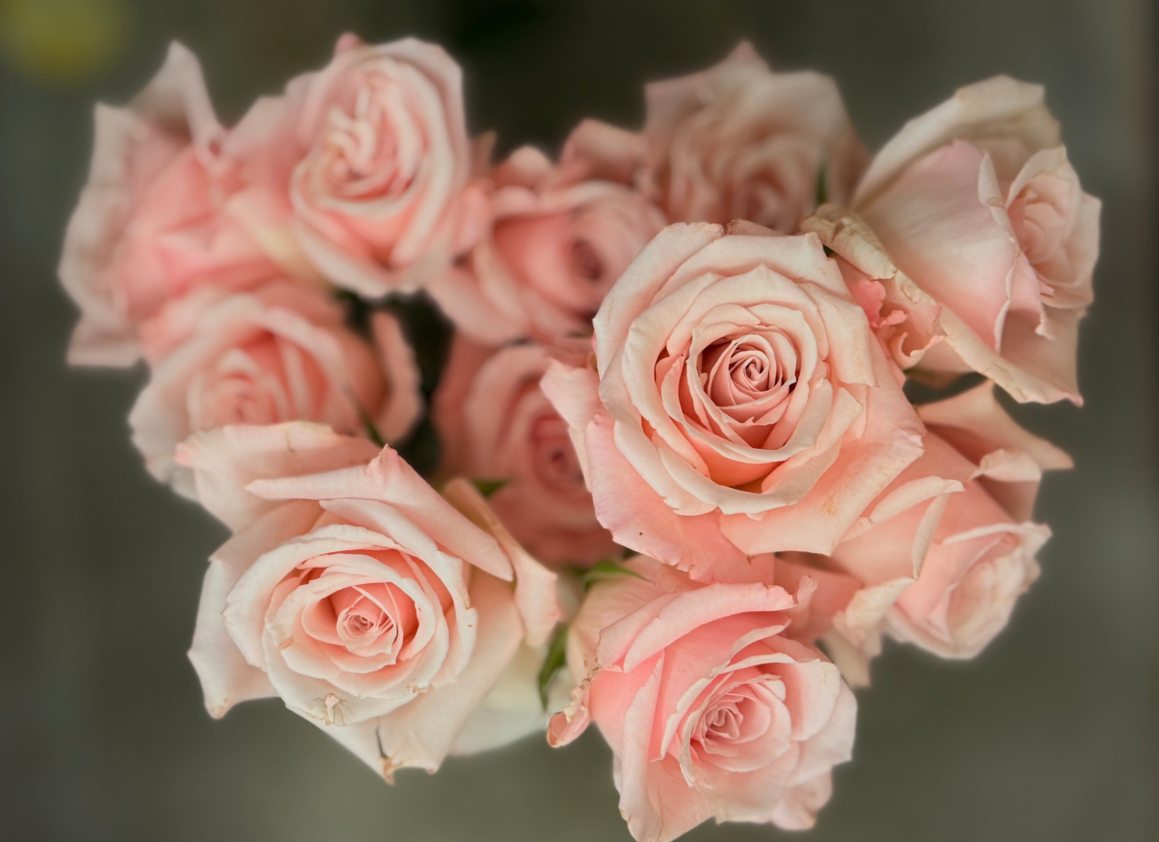 Baby Pink Roses
