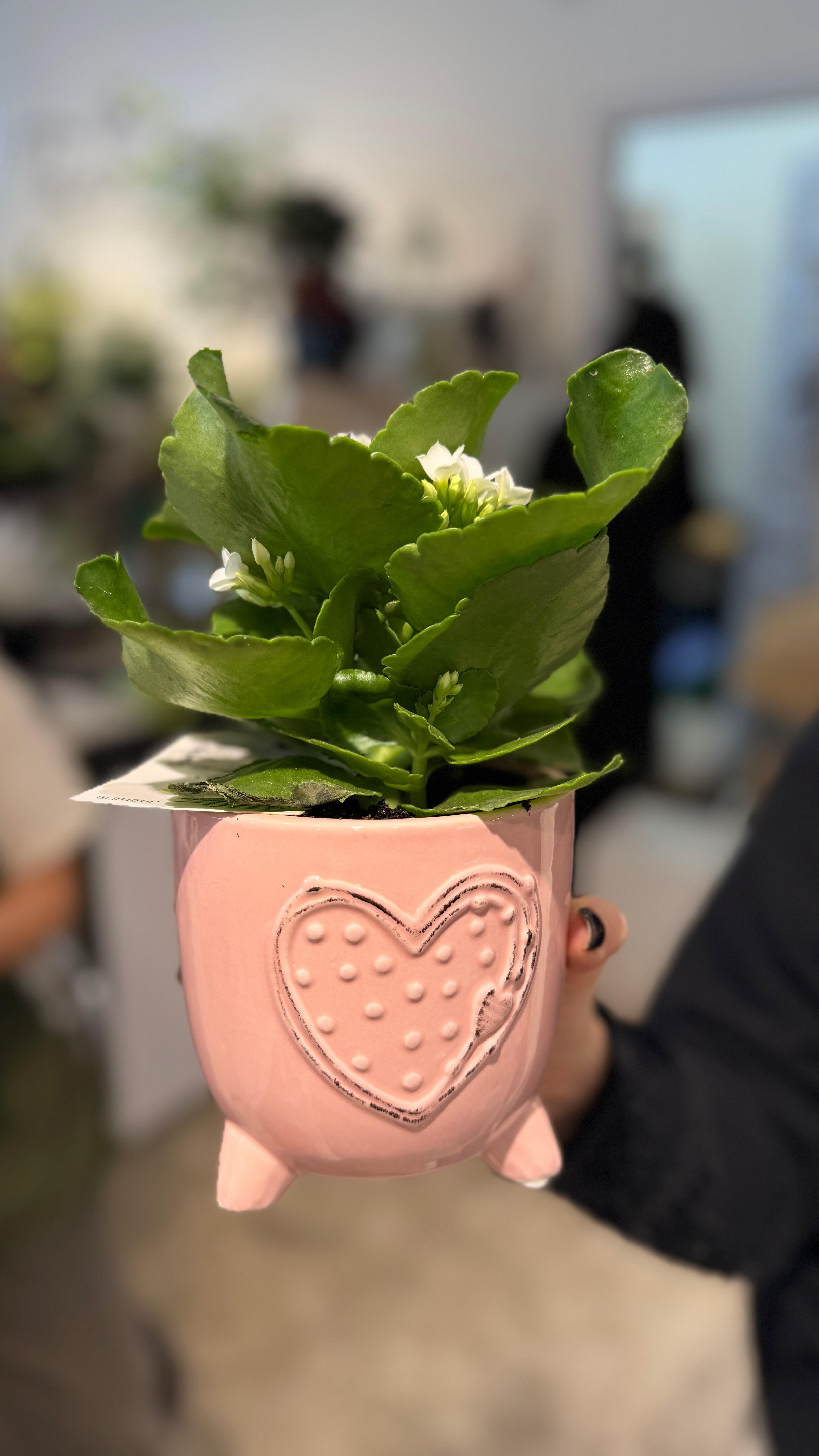 Pink love pot with Kalanchoe