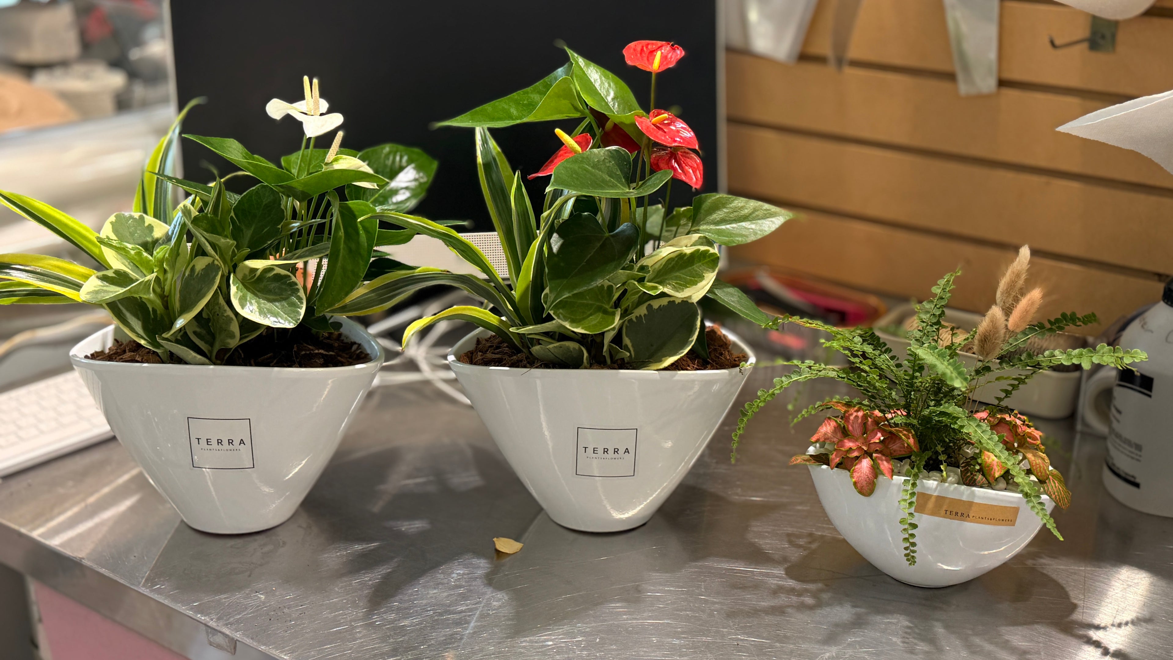 Medium Eilleen Planter