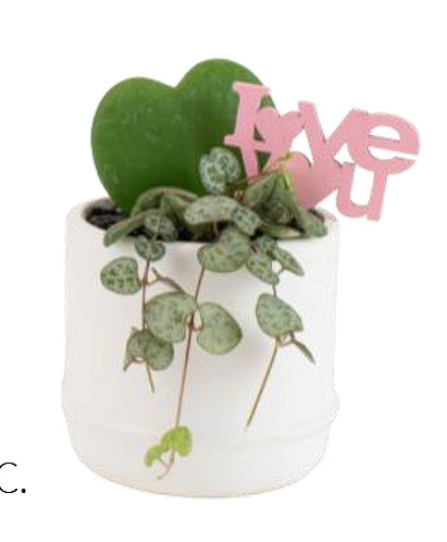 Cascading Sweethearts Hoya in a Mini Garden