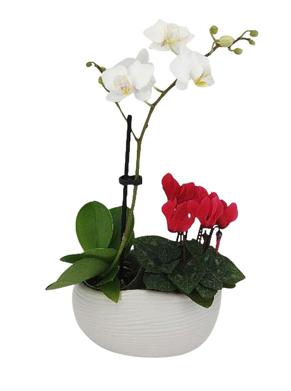 Mini Cyclamen & Orchid Garden