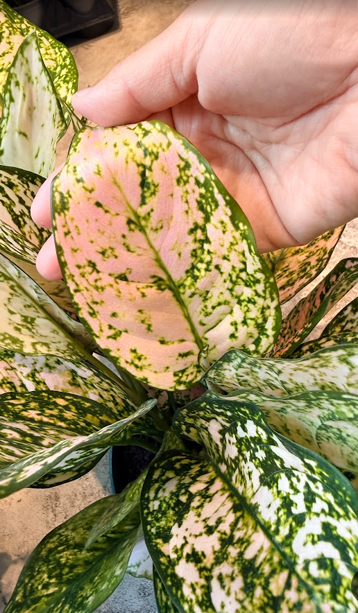 Aglonema Pink Princess