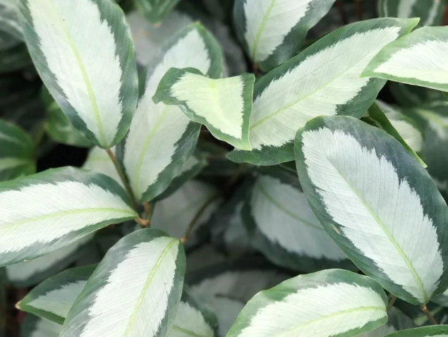 Prayer Plant(Maranta leuconeura) various sizes