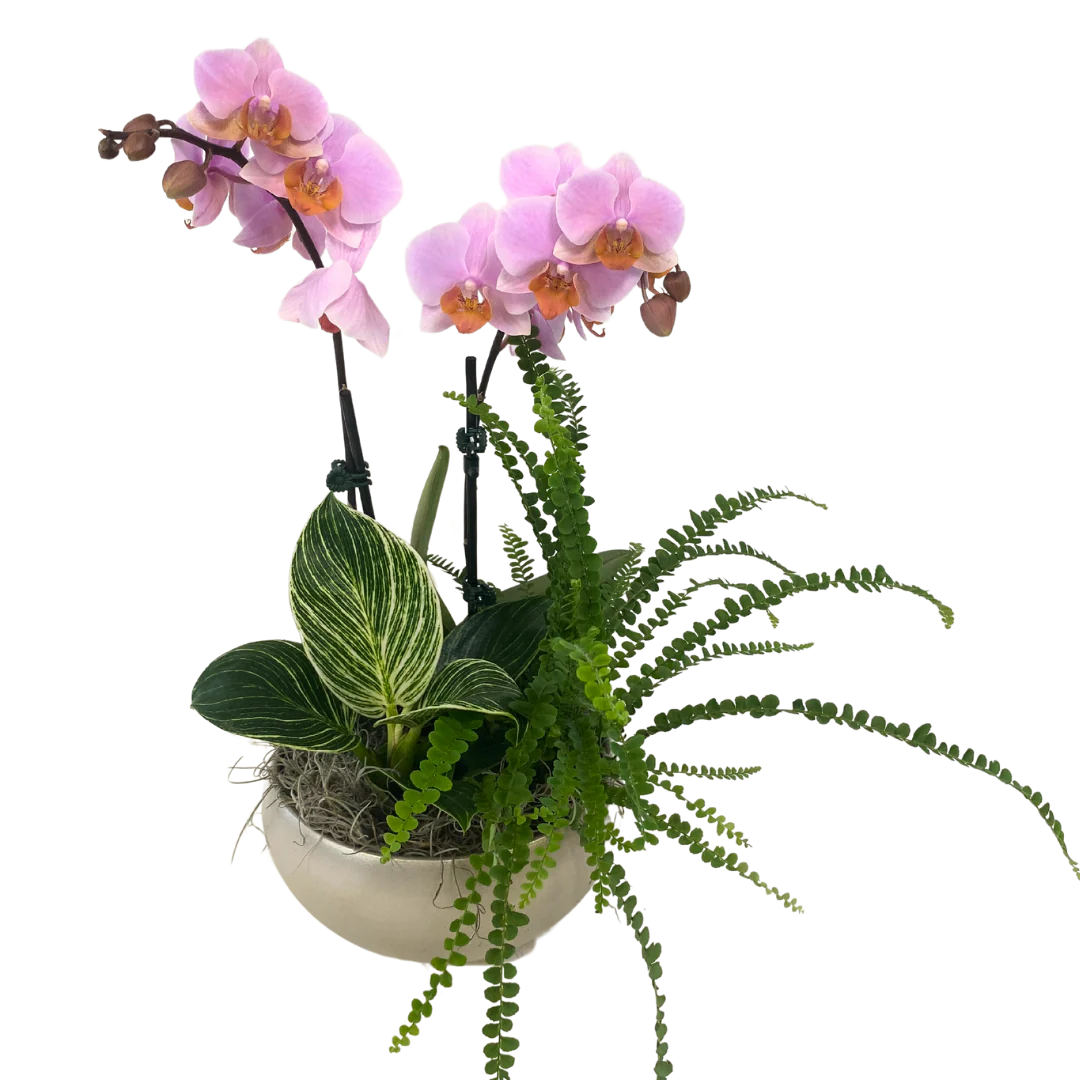 Short Round Orchid Tropical Planter Champagn