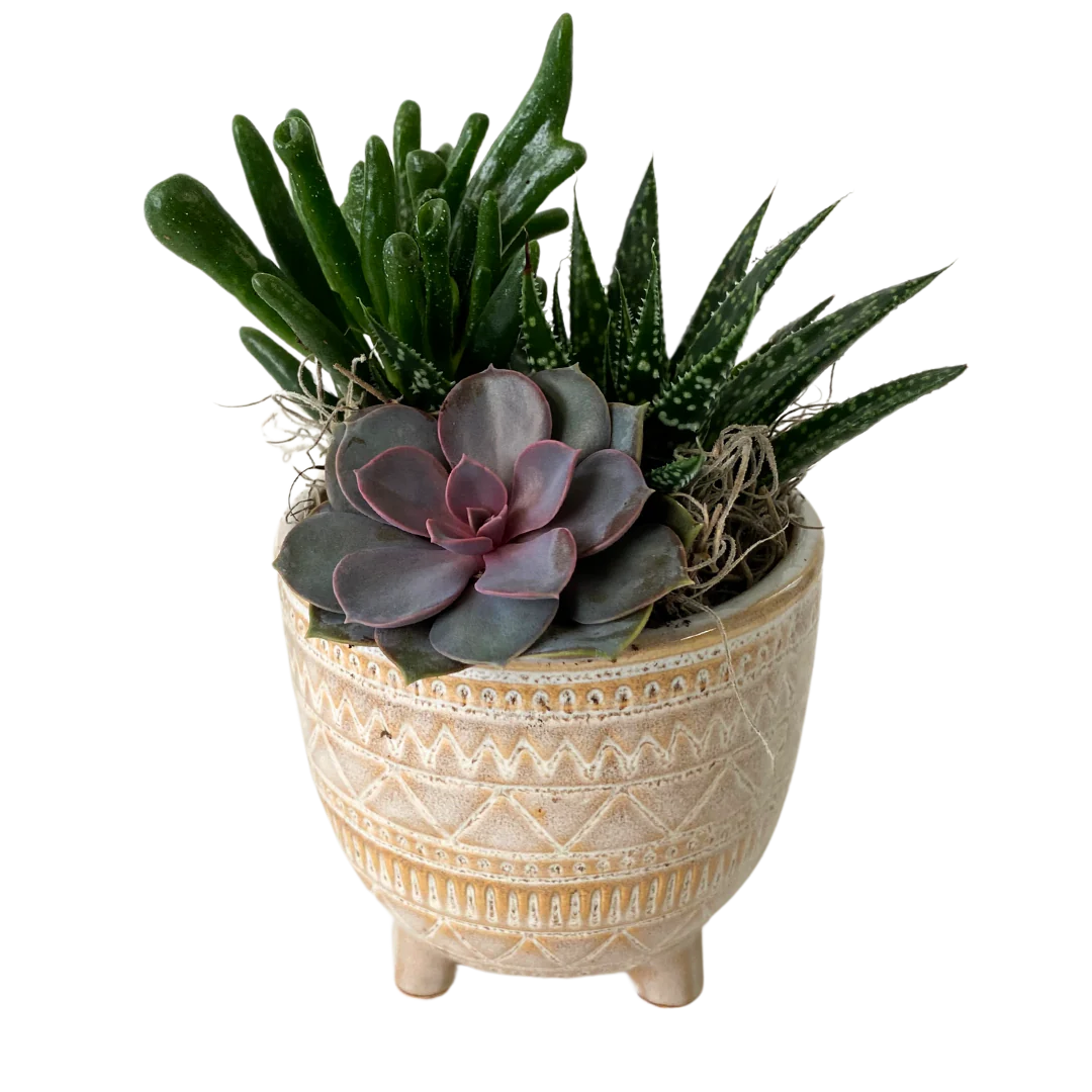 Small Raised beige succulent Terra Plants and Flowers