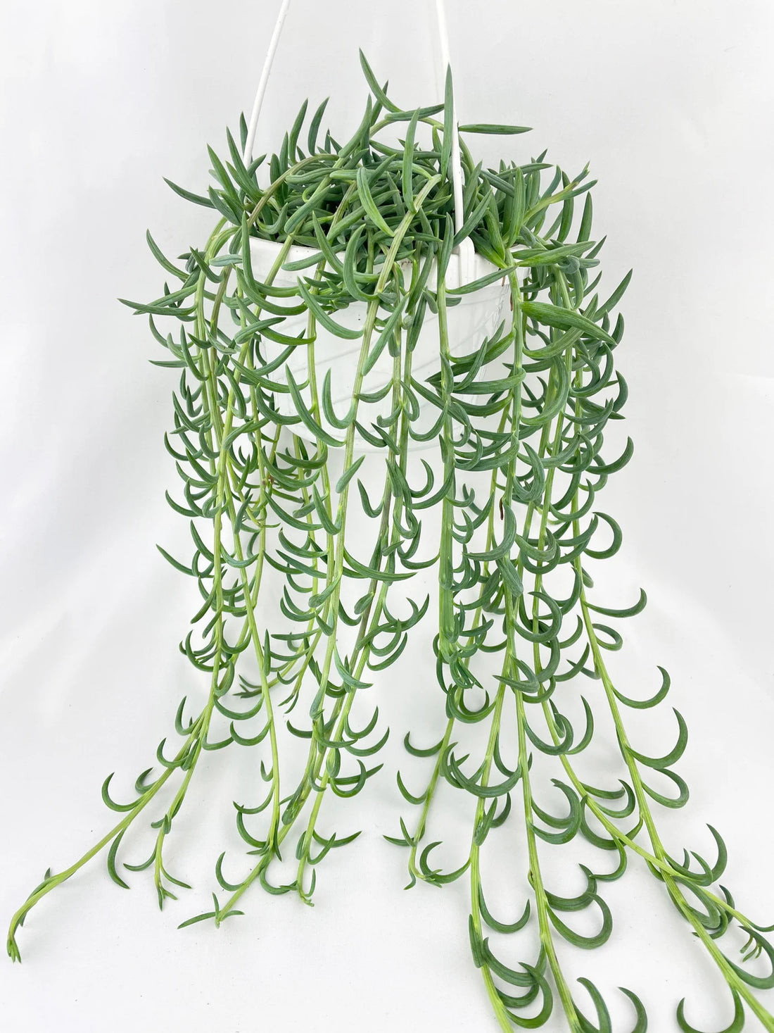String of Fishhooks