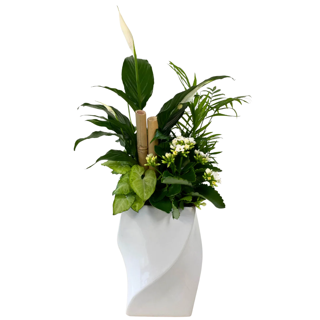 Tall Peace Lily Twist Terra Plants and Flowers