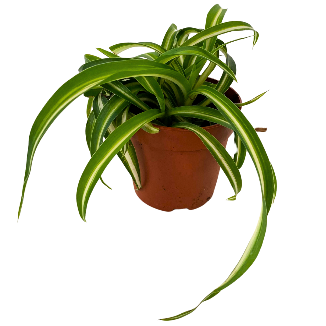 3" Tiny tropicals