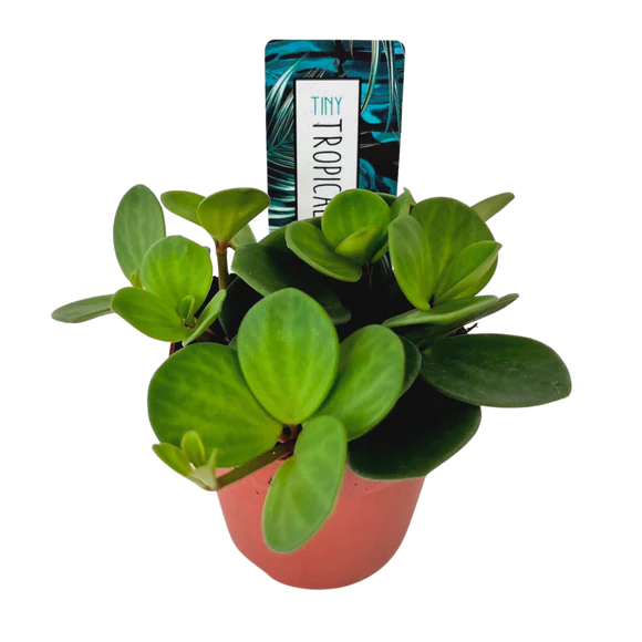 Tiny Peperomia Hope