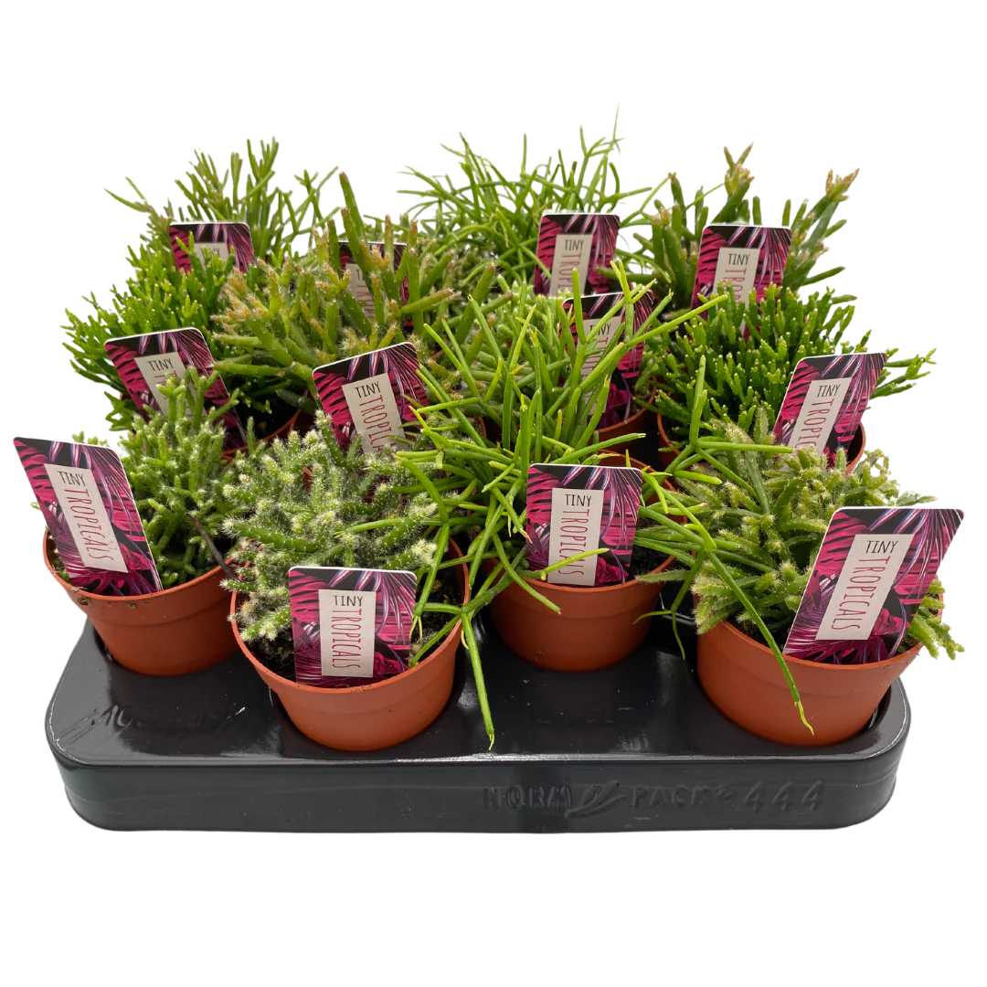 3" Tiny tropicals