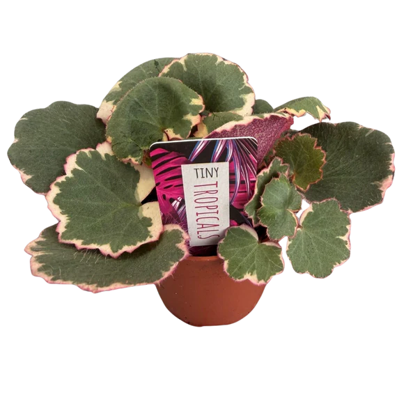 Tiny Strawberry Begonia