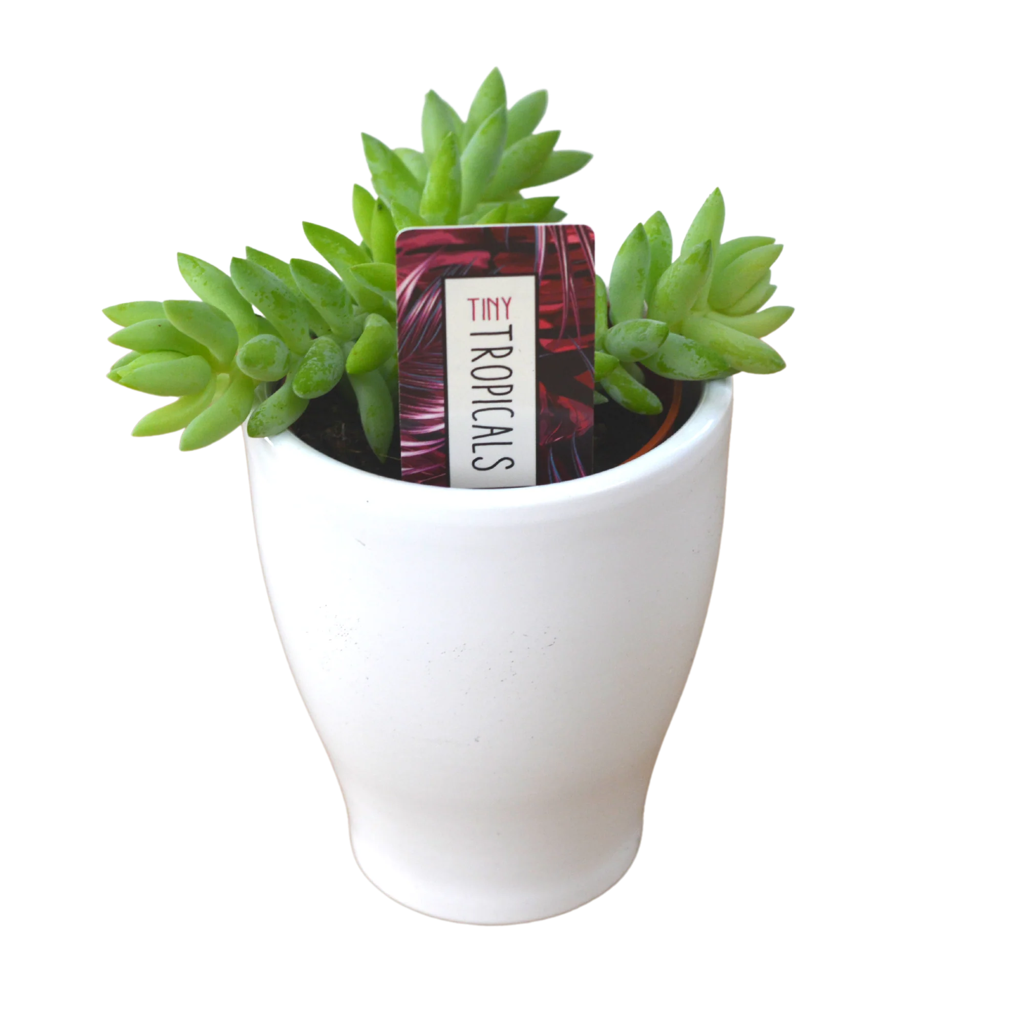 Tiny Donkey Tail ( Sedum Burrito) Various Sizes