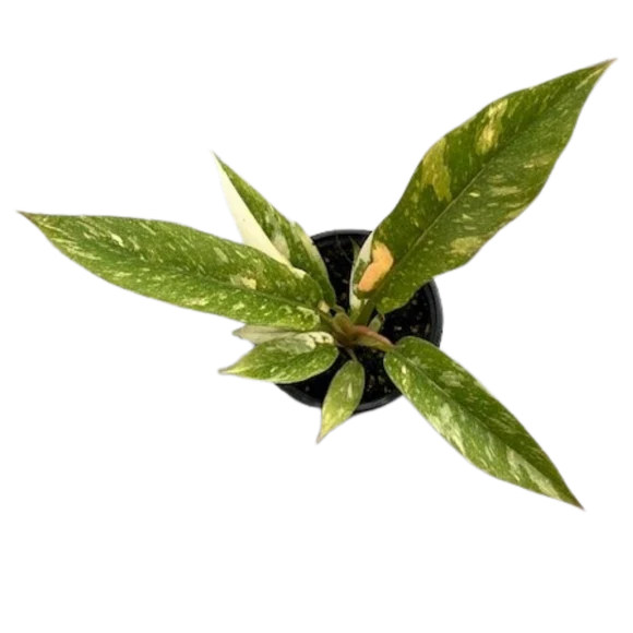 Philodendron Ring of Fire