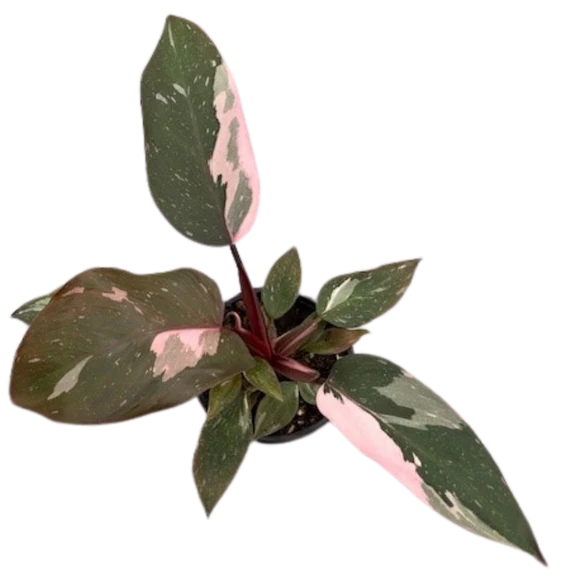 4" Philodendron Pink Princess