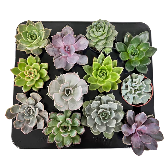 Echeveria 2.5"