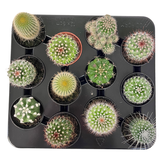 2.5" cactus