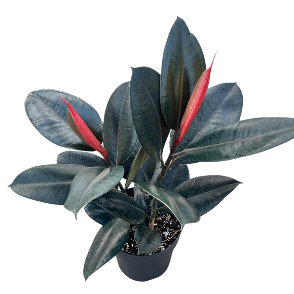 Ficus Burgundy