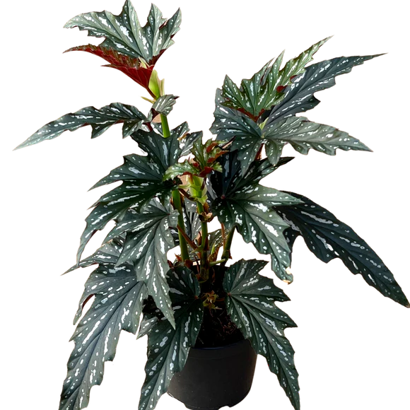 Begonia Silver Mist