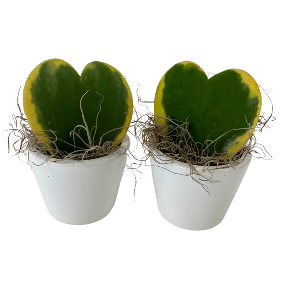 2.5" Hoya Karla Succulent Heart