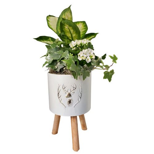 White Christmas Large