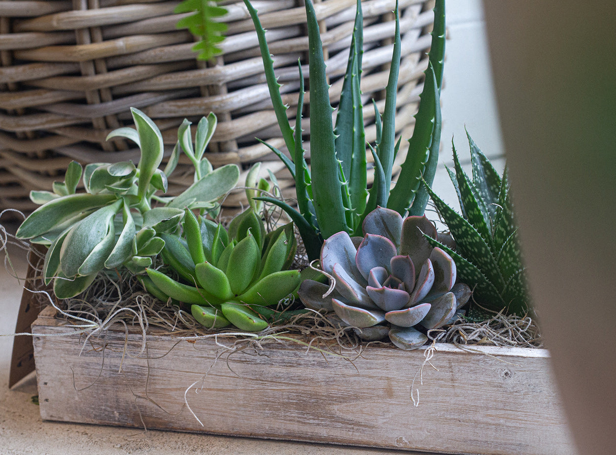 White Wash Succulent Rectangle Box (medium)