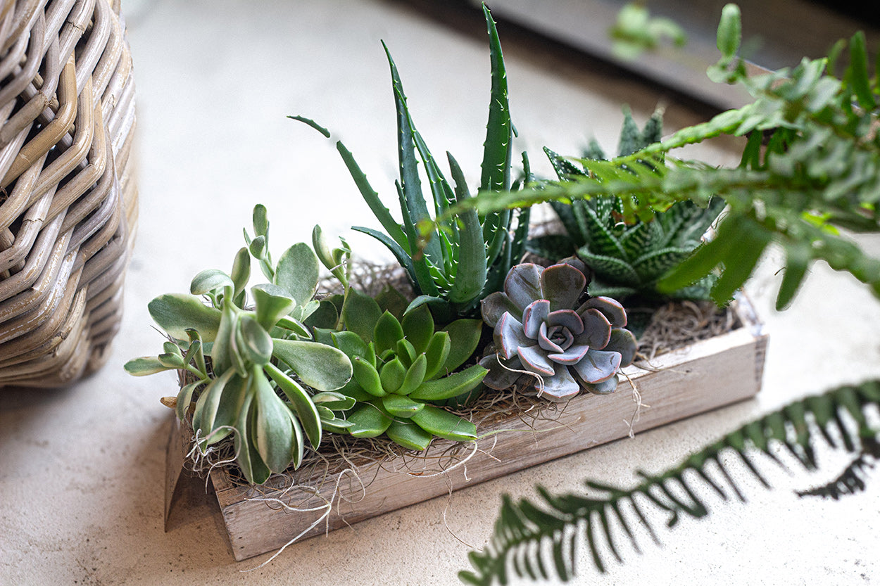 White Wash Succulent Rectangle Box (medium)